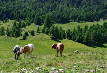 Fototapeta na wymiar Kühe auf der Weide im Schnalstal in Südtirol 