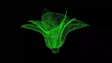 3D lotus flower rotates on black bg. Spring floral concept. For title, text, presentation. Business advertising backdrop. 3d animation 60 FPS