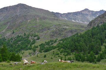 Fototapeta na wymiar Kühe auf der Weide im Pfossental in Südtirol 