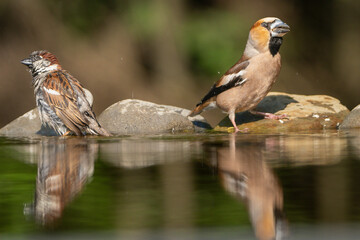 Hawfinch - Coccothraustes coccothraustes and house sparrow - Passer domesticus on stone with reflection on water at dark background. Photo from Kisújszállás in Hungary.