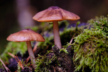 Zwei frische braune Pilze wachsen aus dem moosigen und erdigen Belag eines zerfallenem Baumstumpfes, ein Insekt hängt unter der Kappe mit den Lamellen