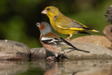 Eurasian chaffinch, common chaffinch, chaffinch - Fringilla coelebs male with reflection on water with European greenfinch - Chloris chloris in background. Photo from Kis&uacute;jsz&aacute;ll&aacute;s in Hungary.
