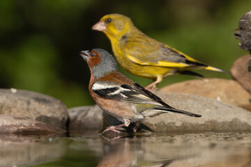 Eurasian chaffinch, common chaffinch, chaffinch - Fringilla coelebs male with reflection on water with European greenfinch - Chloris chloris in background. Photo from Kisújszállás in Hungary.