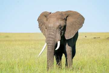 Fototapeta na wymiar African Elephant Eating grass in the morning sun