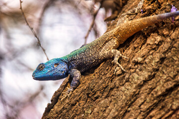 african male blue head lizard climbing in a tree l