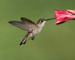 Naklejka na ściany i meble Ruby-throated Hummingbird (Female)