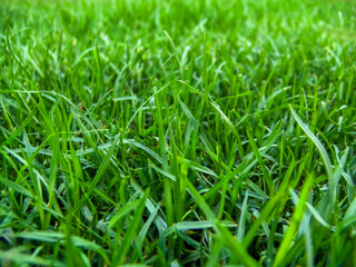 texture of green grass low level angle