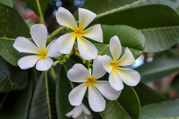 beautiful white plumeria rubra flower 
