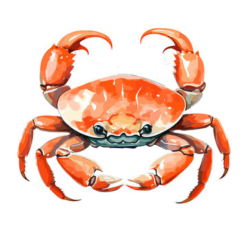 Crab watercolor vector illustration, seafood