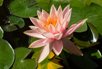 The flower pink water lily with petals and stamens. Closeup
