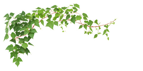 Bush grape or leaved wild vine ivy plant bush  on transparent background,generative ai - obrazy, fototapety, plakaty