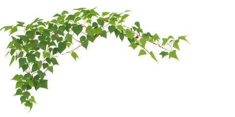 Bush grape or leaved wild vine ivy plant bush  on transparent background,generative ai