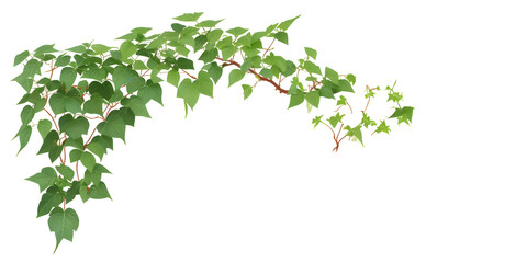 Bush grape or leaved wild vine ivy plant bush  on transparent background,generative ai - obrazy, fototapety, plakaty