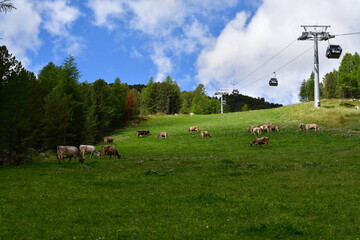 Kühe auf der Weide und ein Sessellift im Schnalstal in Südtirol 