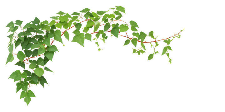 Bush grape or leaved wild vine ivy plant bush  on transparent background,generative ai