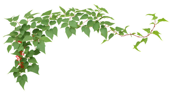 Bush grape or leaved wild vine ivy plant bush on transparent background,generative ai