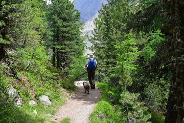 Obraz premium Mann und sein Lagotto Romagnolo Hund wandern im Schnalstal in Südtirol 
