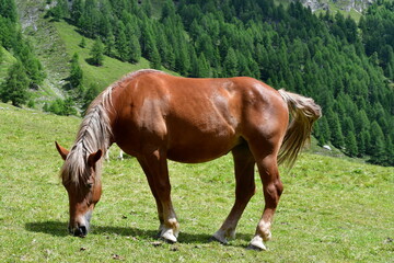 Fototapeta premium Ein Pferd auf der Weide im Pfossental in Südtirol 
