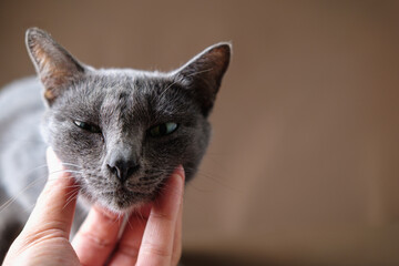 Korat cat is drowsiness by being scratched by its neck.