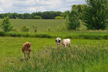 Fototapeta premium Brown Swiss And Holstein Cattle Gathered In The Pasture In Summer
