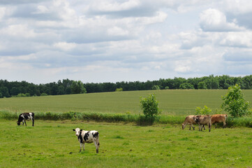 Naklejka na ściany i meble Brown Swiss And Holstein Cattle Gathered In The Pasture In Summer