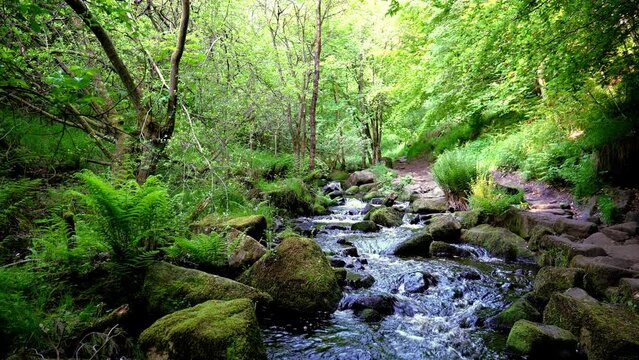 A smooth dolly shot from behind a tree to reveal a beautiful stream moving through a tranquil woodland scene. Filmed at Wyming Brook in the Peak District in Summer. 