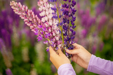 Bouquet of purple flowers lupins in hands of girl against backdrop of flowering field