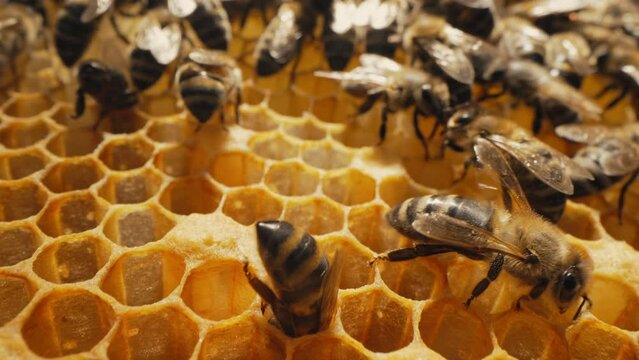 Bees swarming on honeycomb, extreme macro slider footage.Insects working beehive