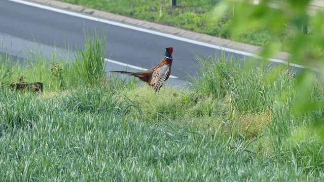 Male of Common pheasant, Phasianus colchicus moving wings in green grass on sunny spring day against background of two-lane road - real time. Topics: ornithology, nature, fauna, flora, environment