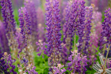 Purple lupine flowers growing on field