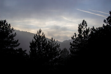 Sunset in the forest