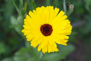 yellow flower in the garden