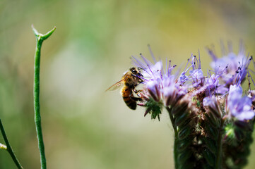 bee on a flower