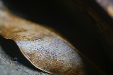 Close up of dry leaf of Mango tree, India.