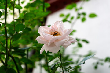 Petal of blooming rose in garden