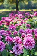 Waterlily Dahlias Lilac color Garden