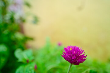 Obraz premium Purple flower-head of Globe Amaranth in bloom, India.