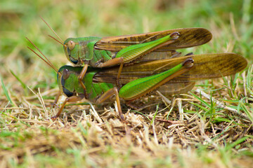 Two insects or wandering grasshoppers or Locusta migratoria