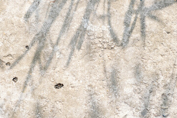 Shadows of leaves and grass on an old concrete pavement. Abstract textured natural background