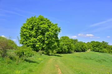 Green Oaks and Carpathian Blue Sky of Spring 