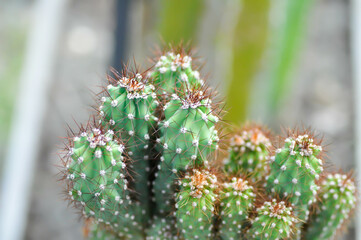 cactus , ERIOCEREUS Harrisia jusbertii or cactus or Fairytale castle or Cereus peruvianus