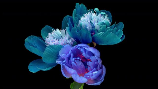 Beautiful blue peony flowers bouquet background. Blooming Wedding backdrop, Valentine's Day concept.