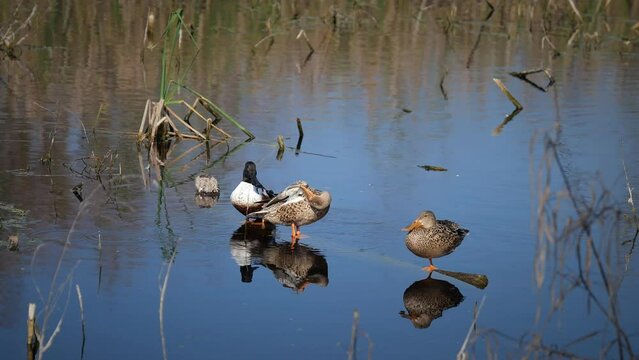 Two clips of beautiful Northern Shoveller ducks, one drake and two hens, on a log in the blue water in their natural habitat. The drake leaves and returns.