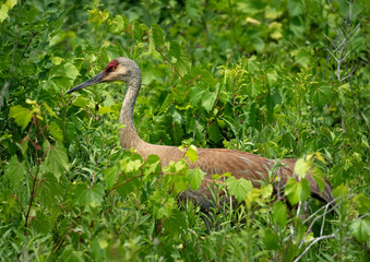 Obraz premium a sandhill crane walks through high green plants on a summer day