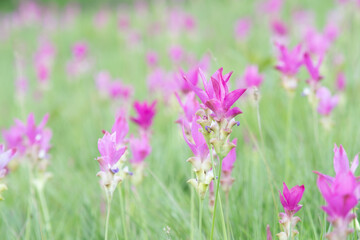 Closed up beautiful Kra Jeaw Flower, or Siames tulip over blur natural background