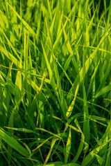 vertical background close-up green bright grass