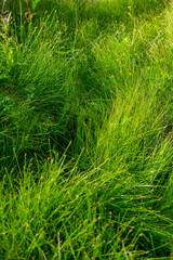 vertical background close-up green bright grass