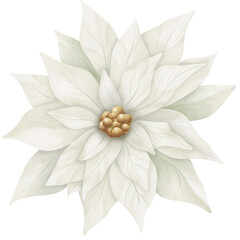 Chirstmas white lower watercolor illustration 