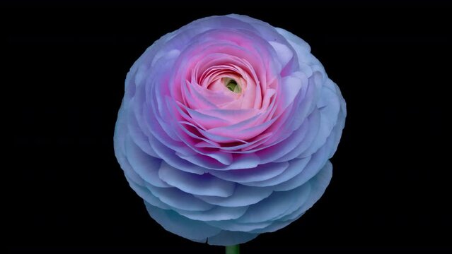 Timelapse of beautiful blue ranunculus flower blooming on black background. Mothers Day concept. Holiday, love, birthday design backdrop