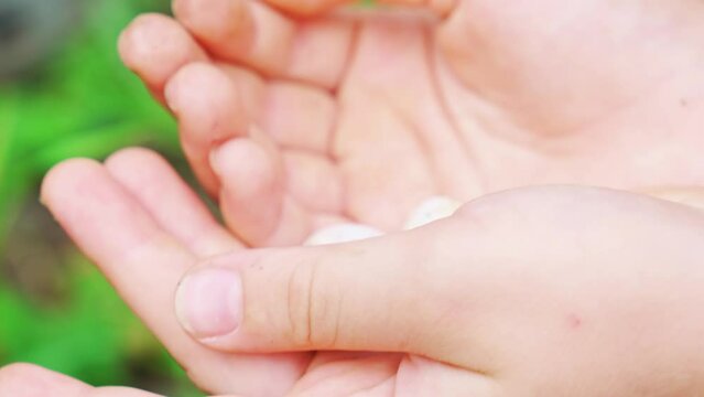in the hands of lizard eggs found in the garden